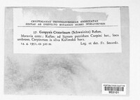 Urnula craterium image